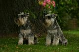 SCHNAUZER NAIN 097